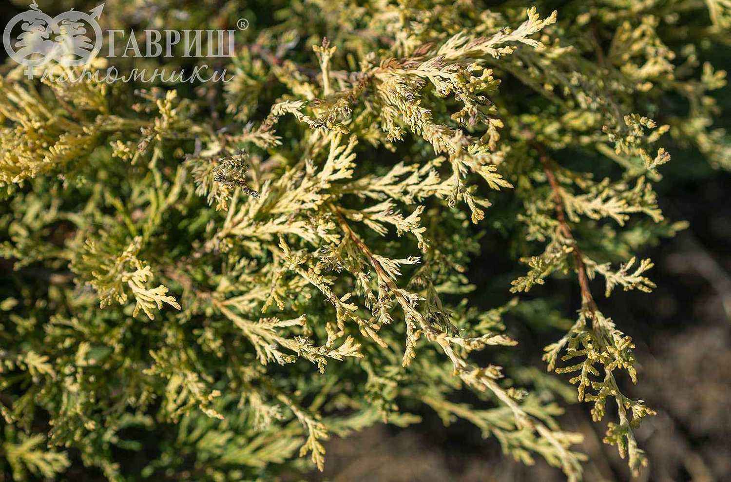 Можжевельник горизонтальный Lime Glow