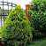 Купить туя восточная aurea nana деревья и растения