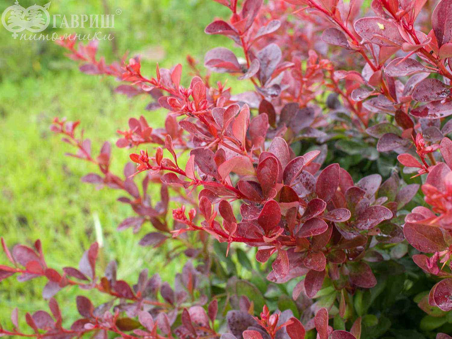 Барбарис Тунберга Atropurpurea Nana