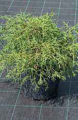 Купить кипарисовик горохоплодный filifera nana деревья и растения