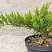 Купить можжевельник казацкий tamariscifolia деревья и растения