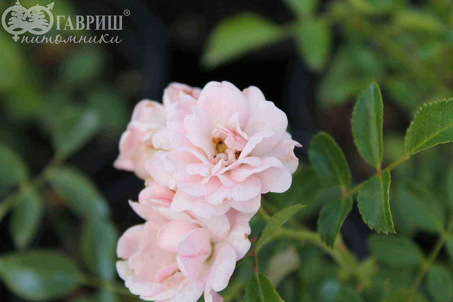 Роза почвопокровная The Fairy