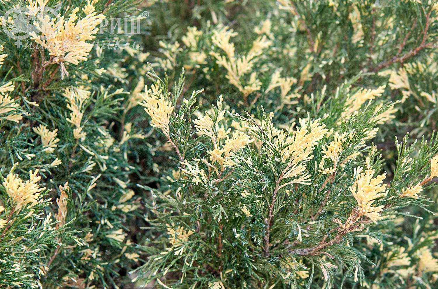 Можжевельник казацкий Variegata