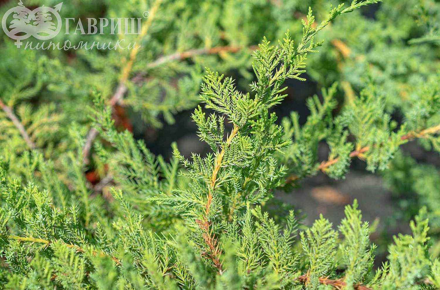 Можжевельник средний Pfitzeriana Glauca