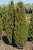 Купить можжевельник обыкновенный arnold деревья и растения