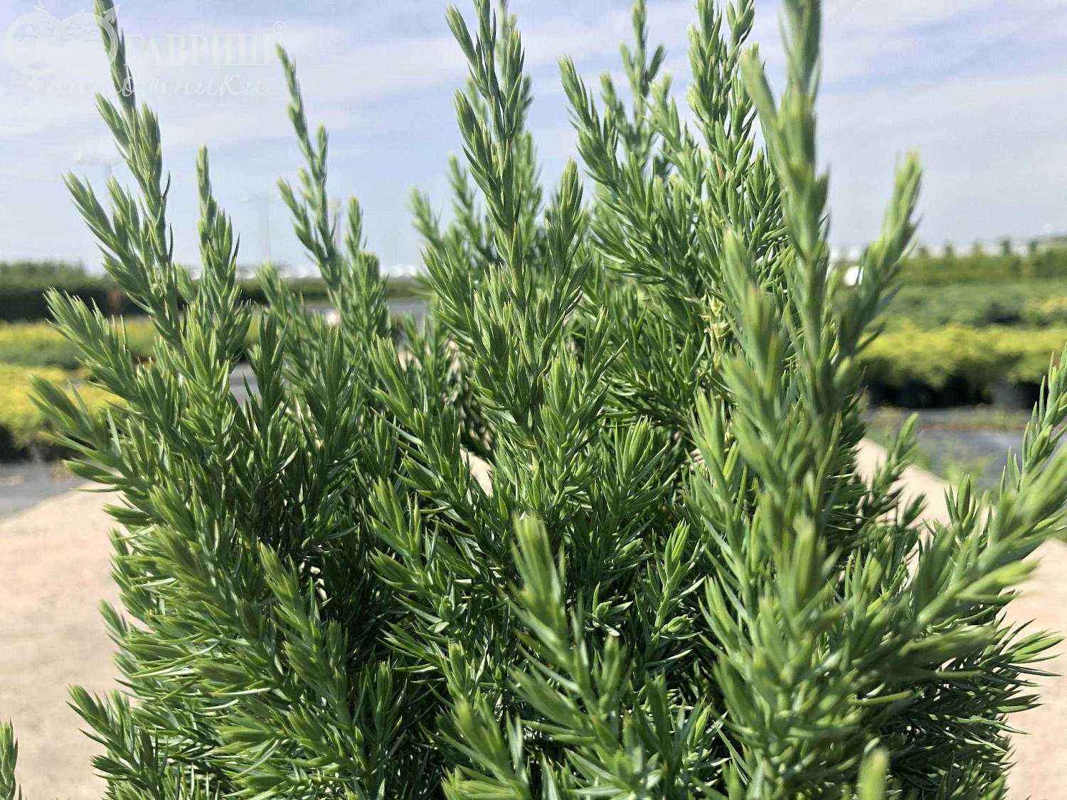 Можжевельник китайский Stricta
