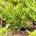 Купить можжевельник казацкий tamariscifolia деревья и растения