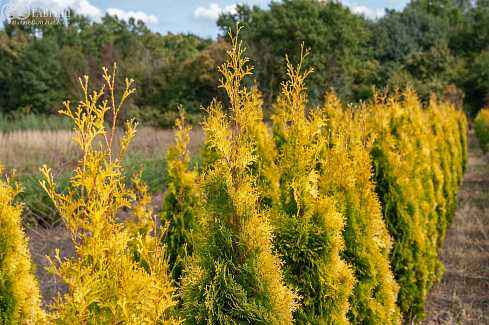 Купить туя западная golden smaragd деревья и растения