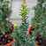 Купить тис ягодный fastigiata robusta деревья и растения