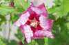 саженцы Гибискус сирийский  Pink Giant