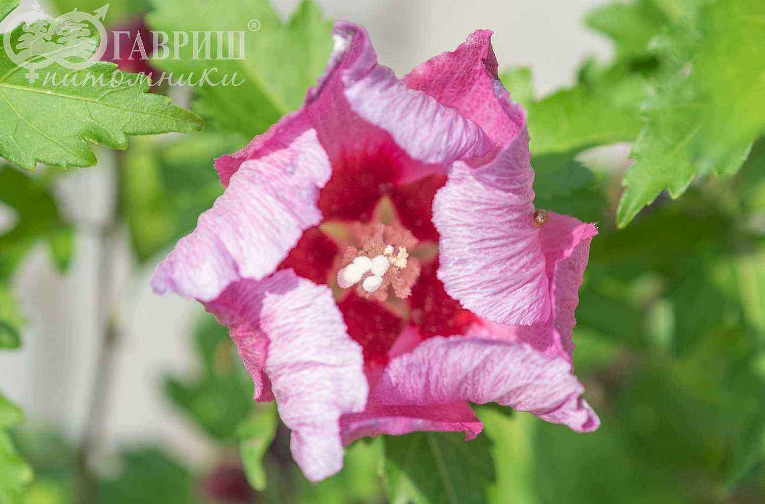 Гибискус сирийский  Pink Giant