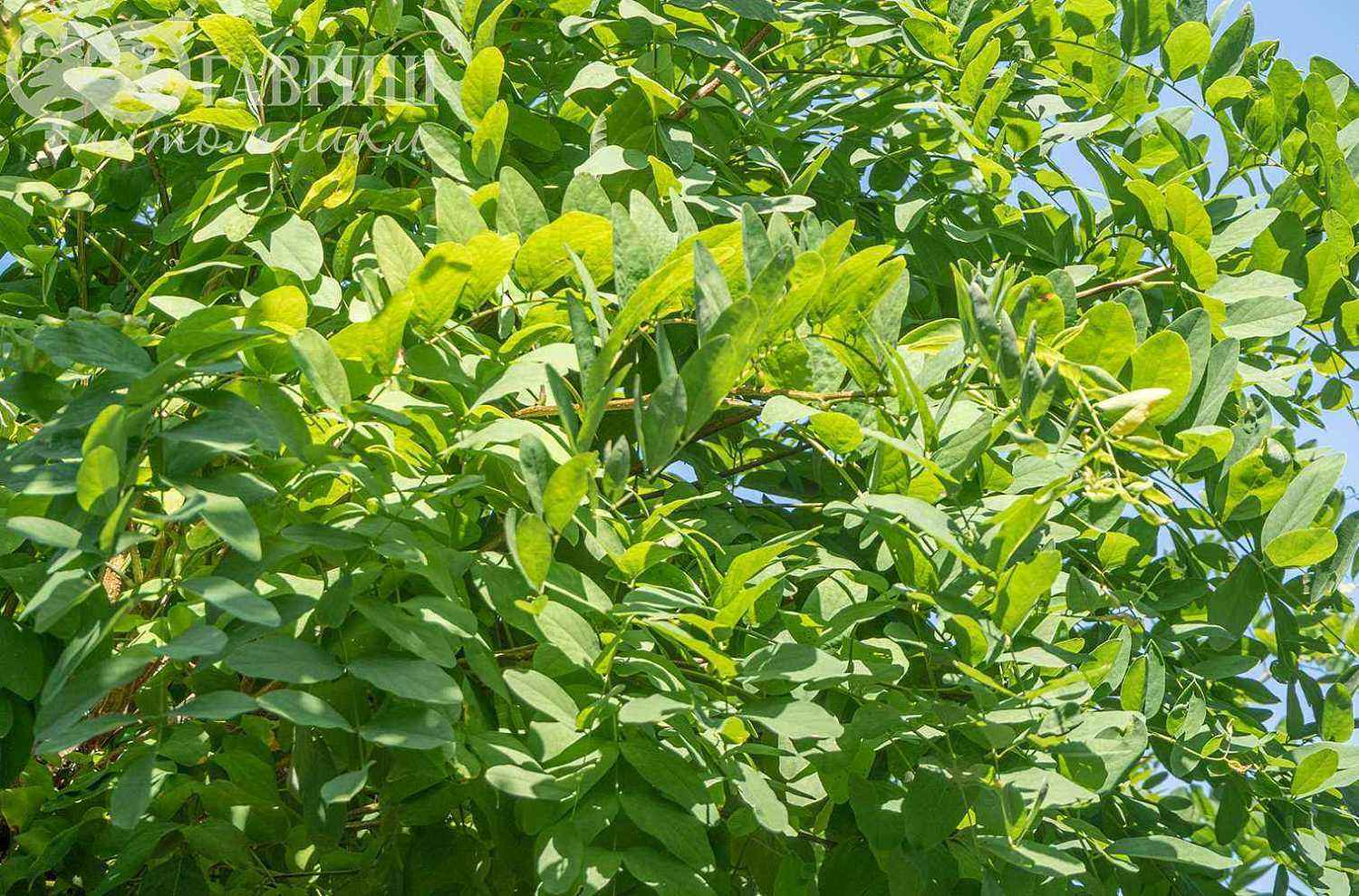 Робиния псевдоакация Umbraculifera