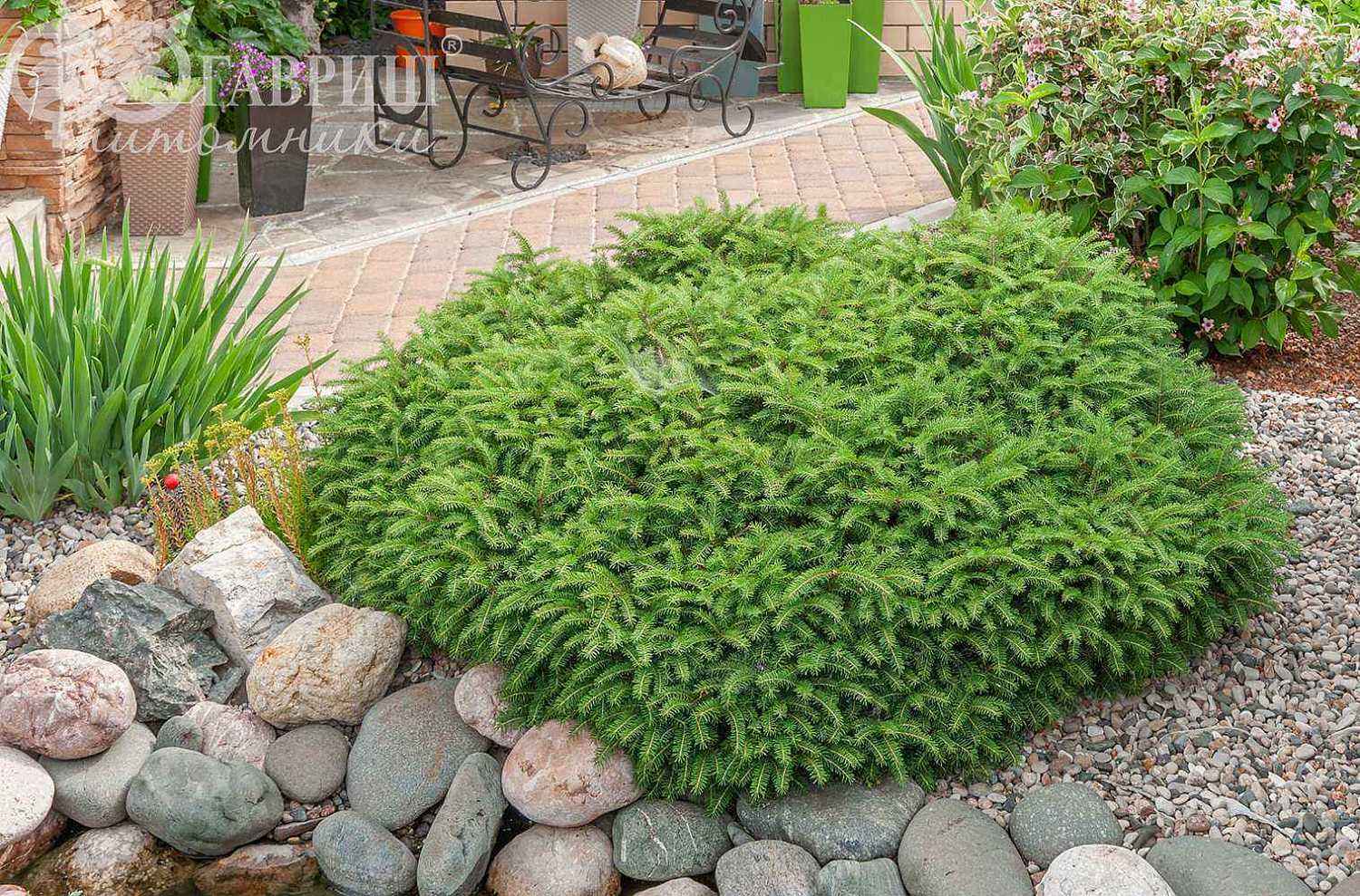 Ель обыкновенная Nidiformis