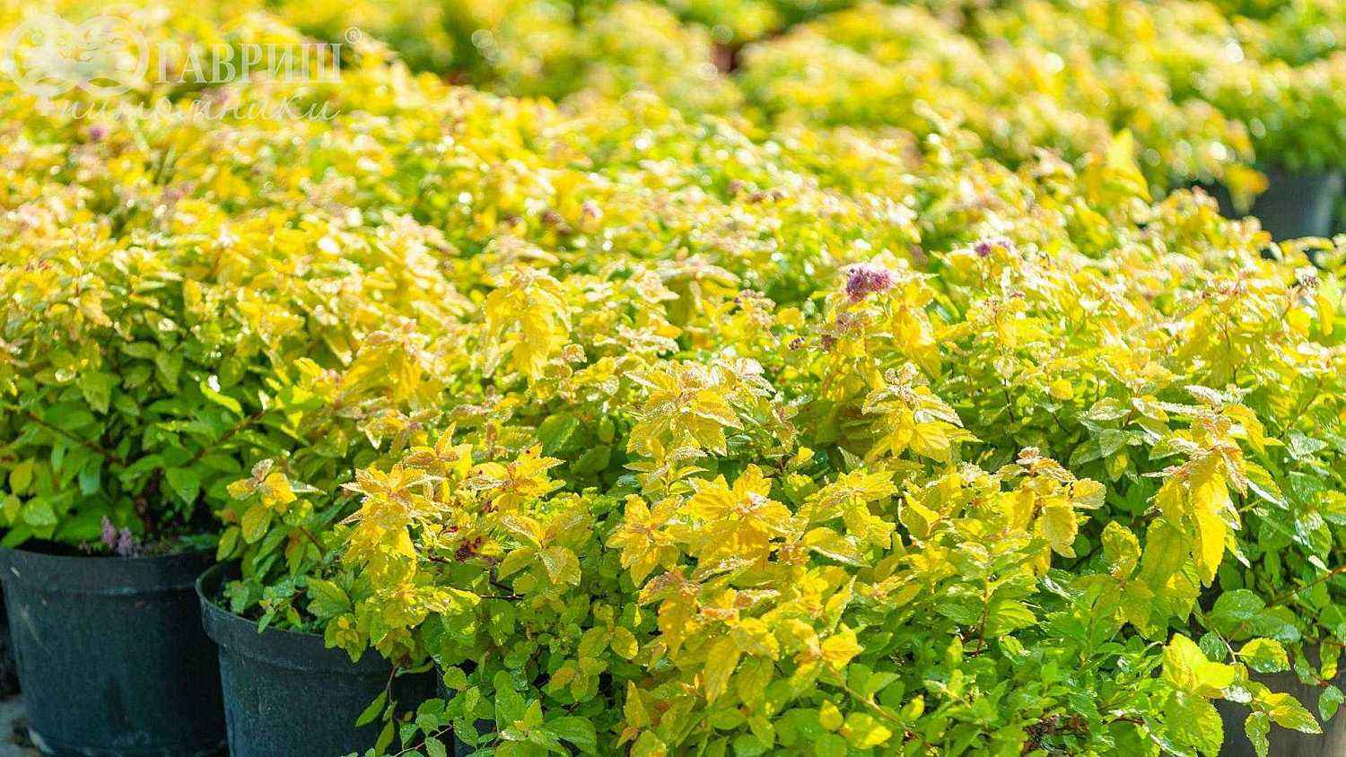 Спирея японская Goldmound