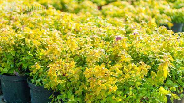 саженцы Спирея японская Goldmound