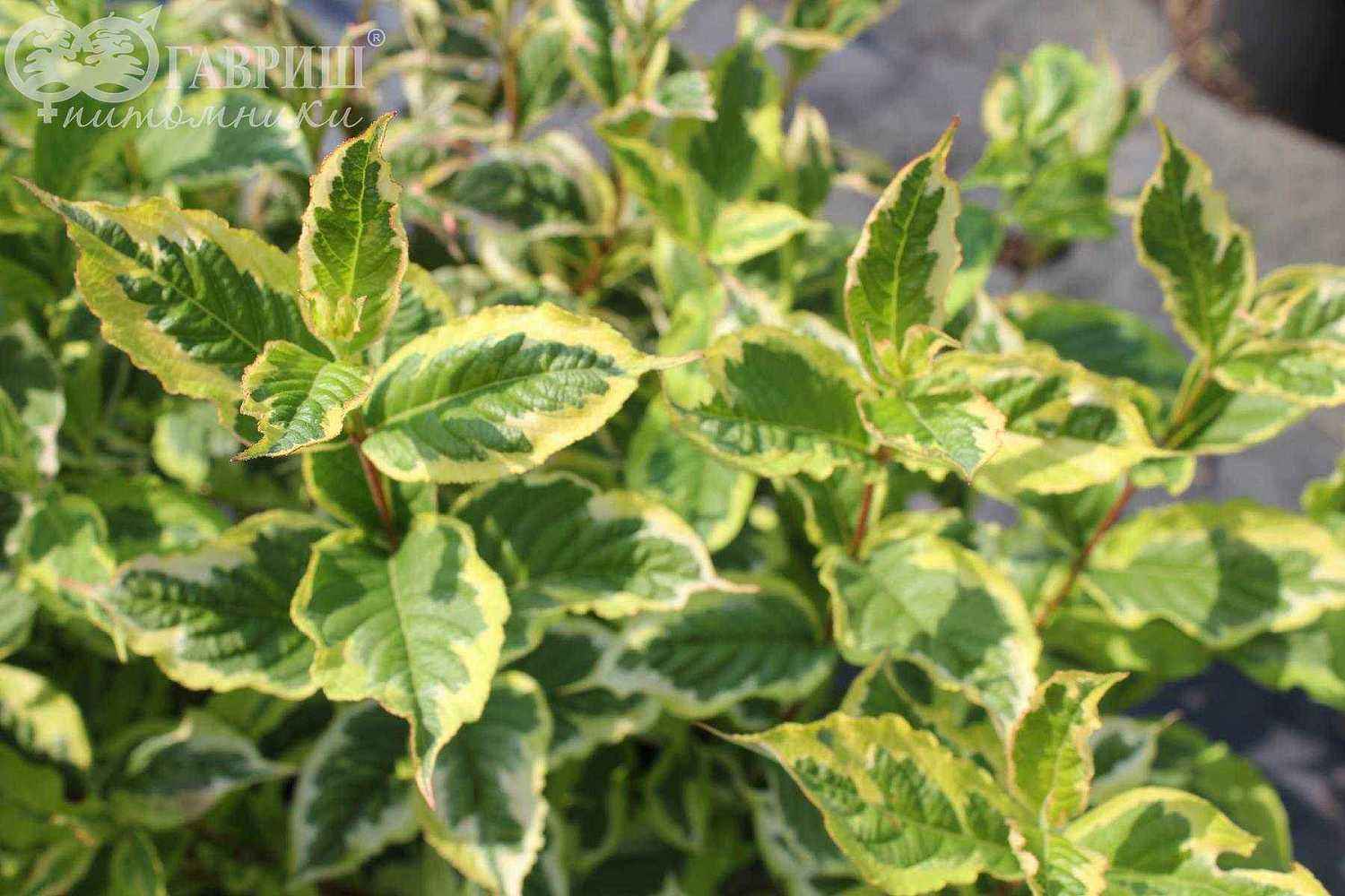 Вейгела цветущая Nana Variegata