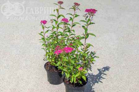 саженцы Спирея японская Neon Flash