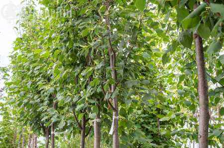 Саженцы липа мелколистная (сердцевидная) greenspire