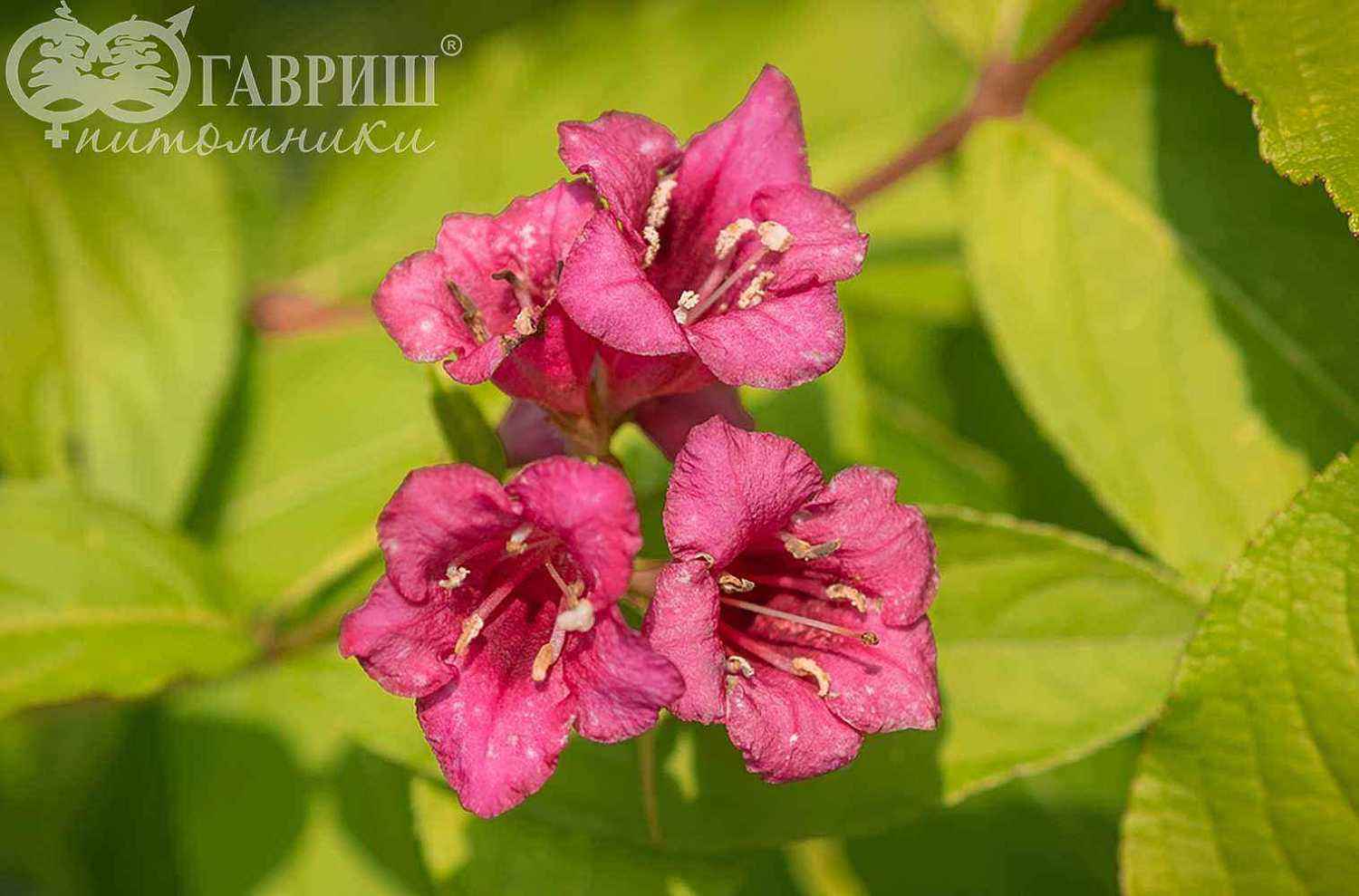 Вейгела цветущая Aurea