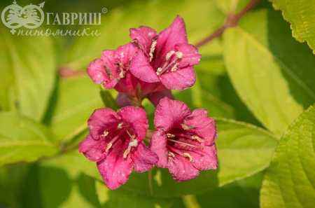 саженцы Вейгела цветущая Aurea
