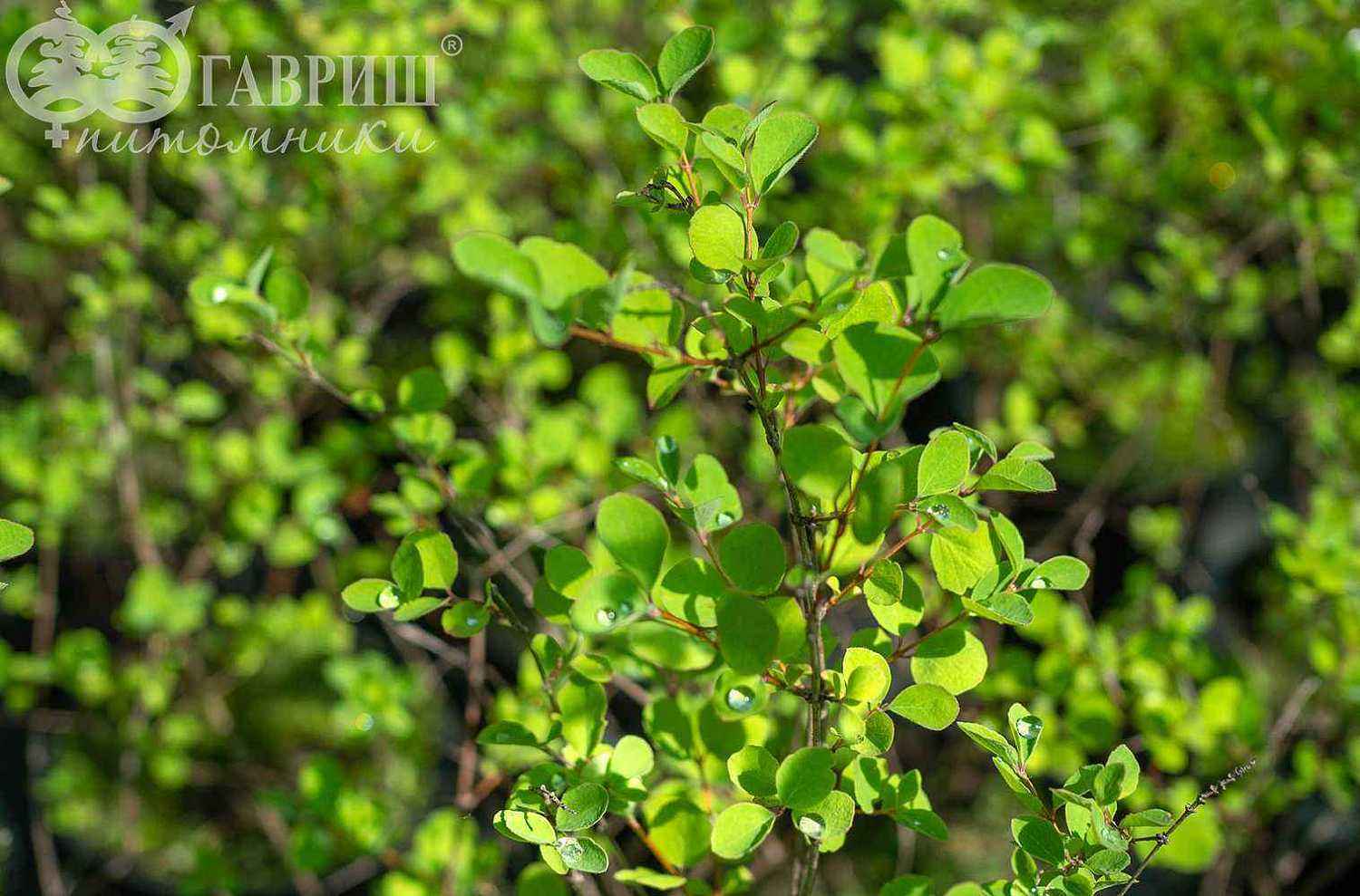 Снежноягодник Доренбоза Magic Berry