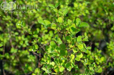 саженцы Снежноягодник Доренбоза Magic Berry