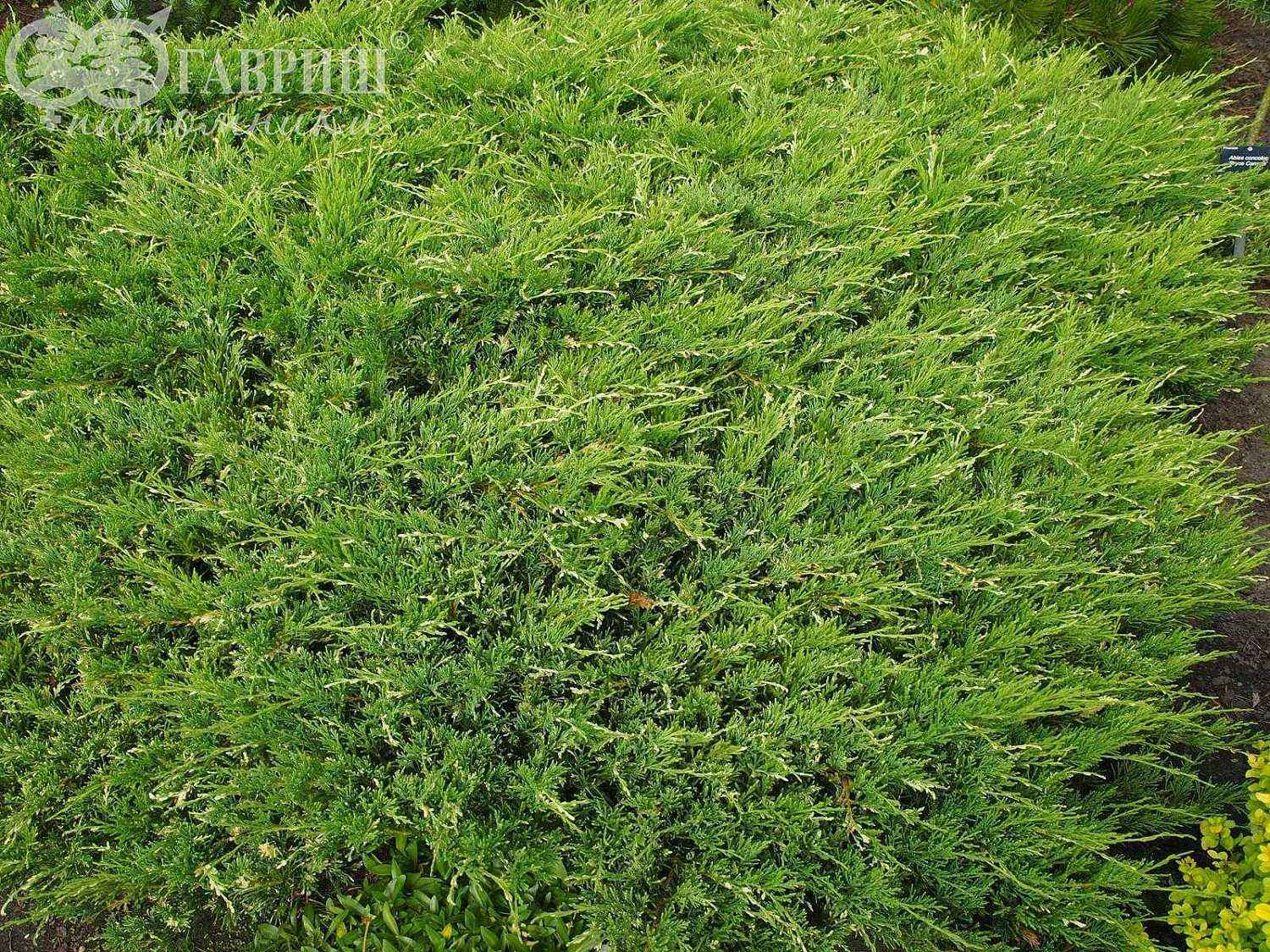 Можжевельник горизонтальный Andorra Variegata