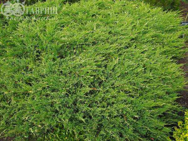 Купить можжевельник горизонтальный andorra variegata деревья и растения