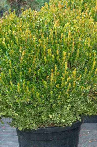 саженцы Самшит мелколистный Faulkner