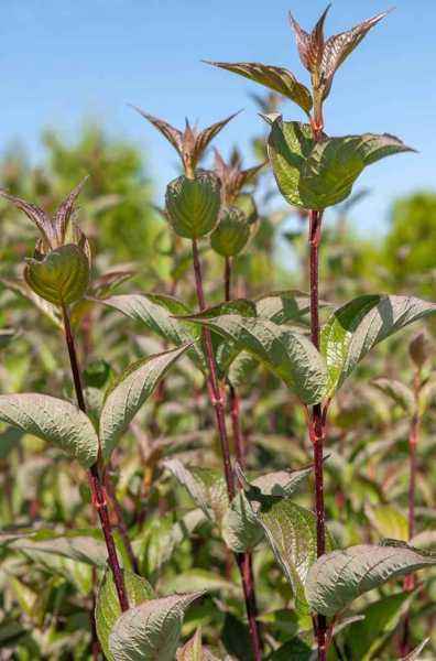 саженцы Дерен белый Gouchaultii