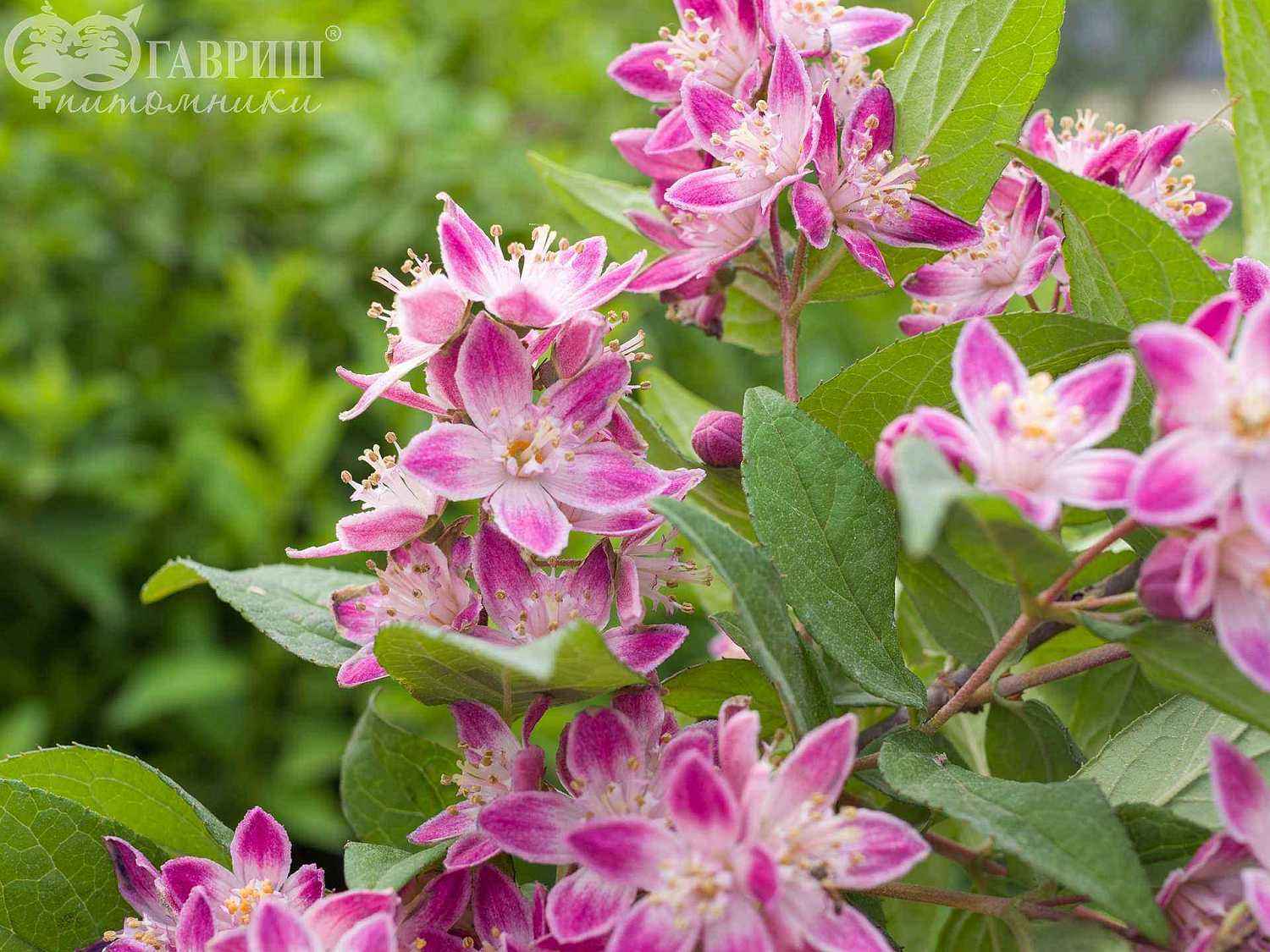 Дейция гибридная Strawberry Fields