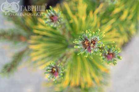 Купить сосна горная carsten деревья и растения