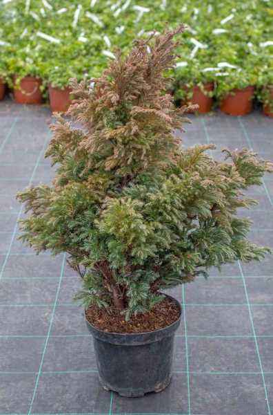 Купить кипарисовик горохоплодный boulevard деревья и растения