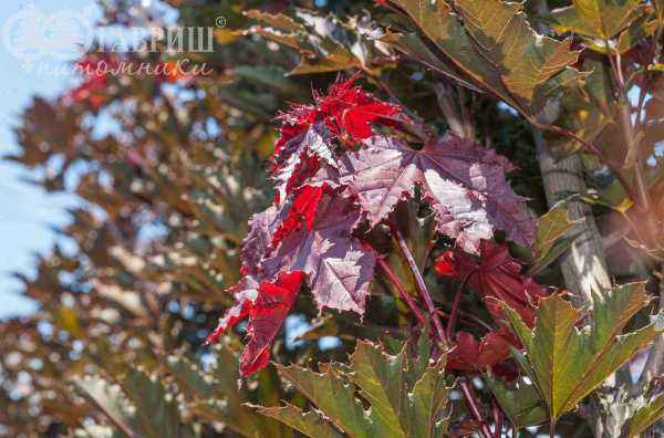 Саженцы клён остролистный crimson sentry