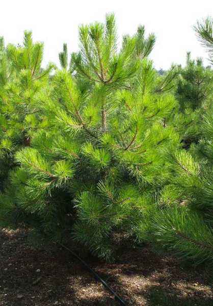 Купить сосна черная деревья и растения