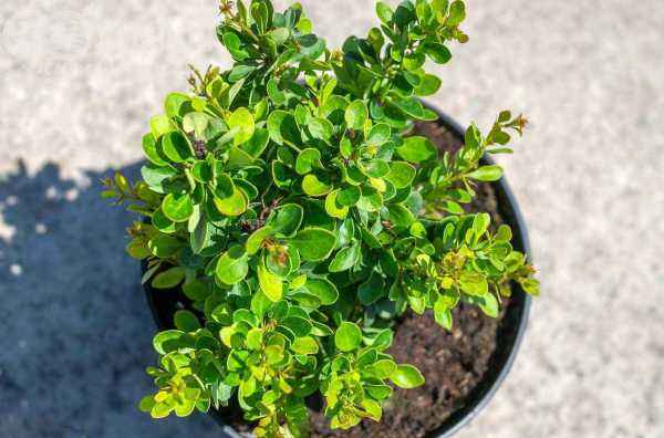 саженцы Барбарис Тунберга Kobold