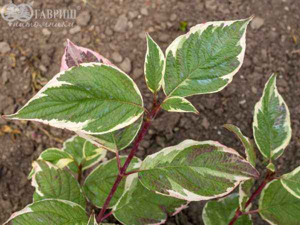 саженцы Дерен белый Sibirica Variegata