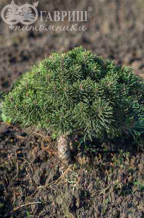 Купить сосна горная hnizdo деревья и растения