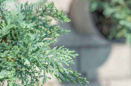 Купить кипарисовик лавсона columnaris (columnaris glauca) деревья и растения