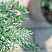 Купить кипарисовик лавсона columnaris (columnaris glauca) деревья и растения