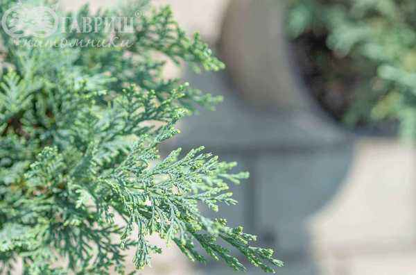 Купить кипарисовик лавсона columnaris (columnaris glauca) деревья и растения