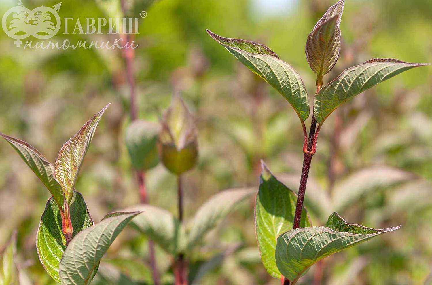 Дерен белый Gouchaultii