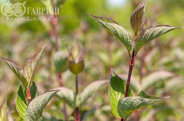 саженцы Дерен белый Gouchaultii