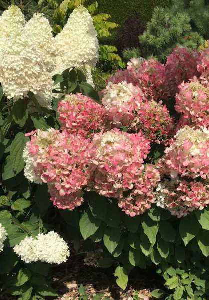 саженцы Гортензия метельчатая Diamant Rouge