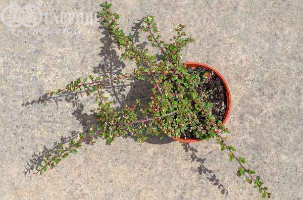 саженцы Кизильник лежачий Queen of Carpet