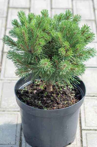 Купить сосна горная mops деревья и растения