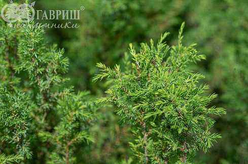 Купить можжевельник обыкновенный hibernica деревья и растения