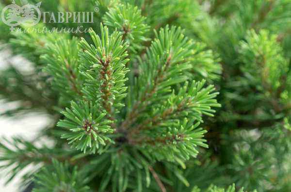 Купить сосна горная mops деревья и растения