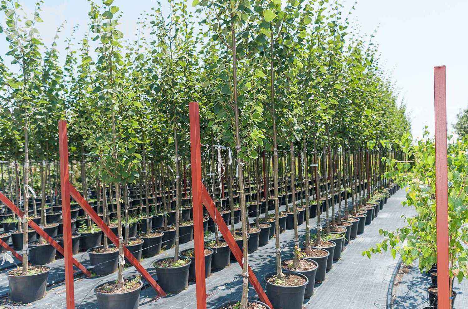 Липа европейская Pallida