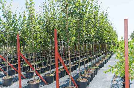 Саженцы липа европейская pallida